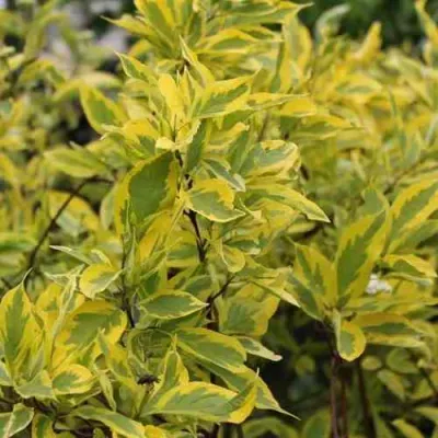 Дерен ШПЕТА белый в Барнауле