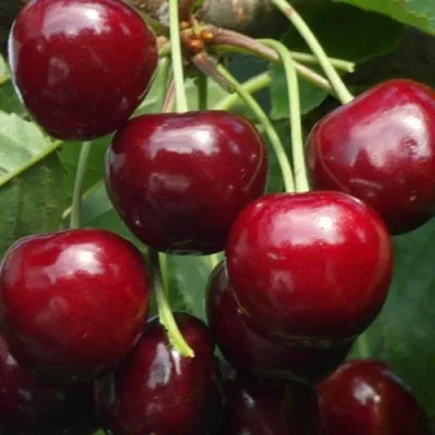 Черешня ГРОНКОВАЯ в Барнауле