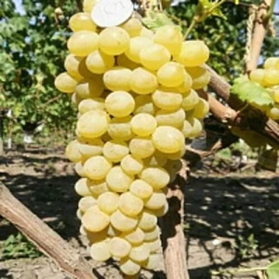 Виноград КИШМИШ ЗОЛОТЦЕ в Барнауле