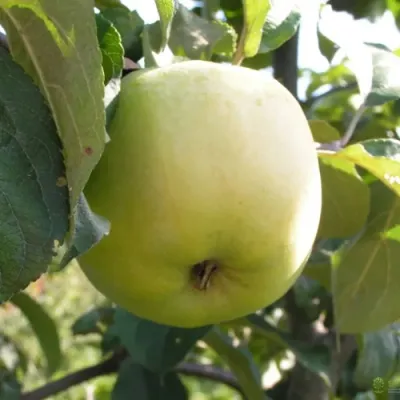 Яблоня АНТОНОВКА ОБЫКНОВЕННАЯ в Барнауле