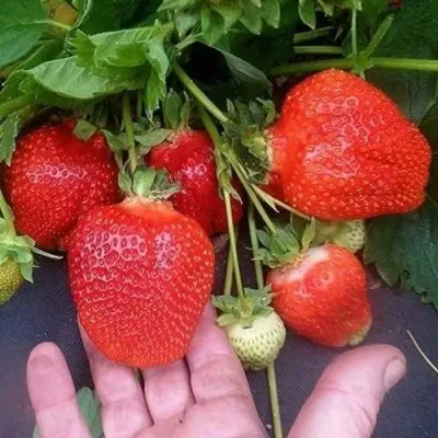 Клубника АЗИЯ в Барнауле