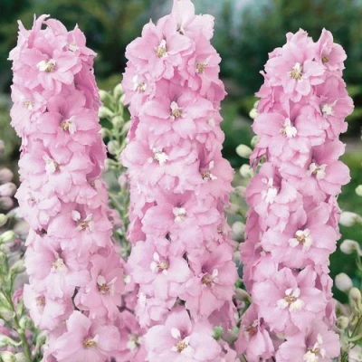 Дельфиниум ПЕТТИКОУТ гибридный в Барнауле