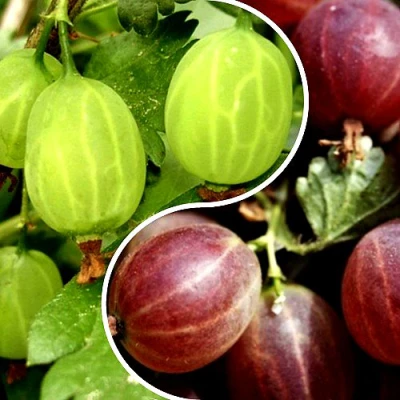 Комплект СКАЗКА в Барнауле