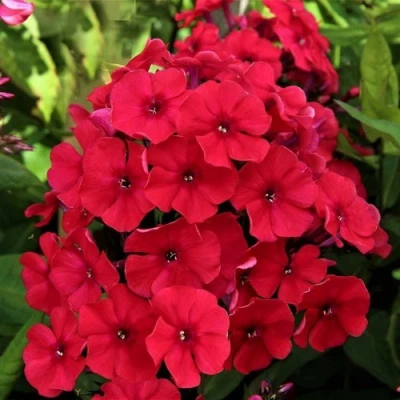 саженцы флокса