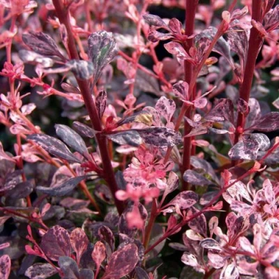 Барбарис АРЛЕКИН тунберга в Барнауле