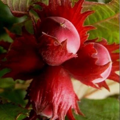 Фундук БАГРЯНЕЦ в Барнауле