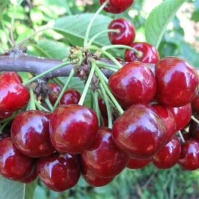 Вишня ДЕСЕРТНАЯ МОРОЗОВОЙ в Барнауле