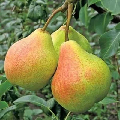 Груша ПАМЯТЬ ЯКОВЛЕВА в Барнауле