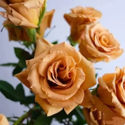 саженцы розы Тоффи