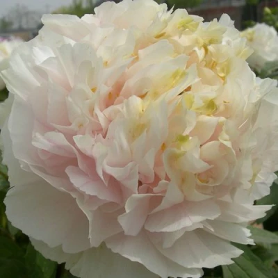 Пион ЗОЛОТОЙ ИЗУМРУД древовидный в Барнауле