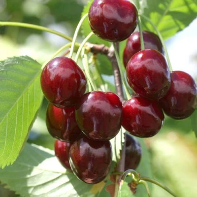 саженцы черешни Овстуженка