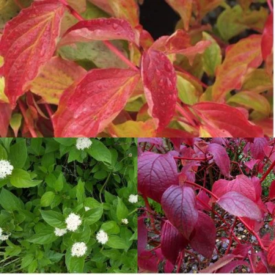 Комплект СЕВЕРНОЕ СИЯНИЕ в Барнауле