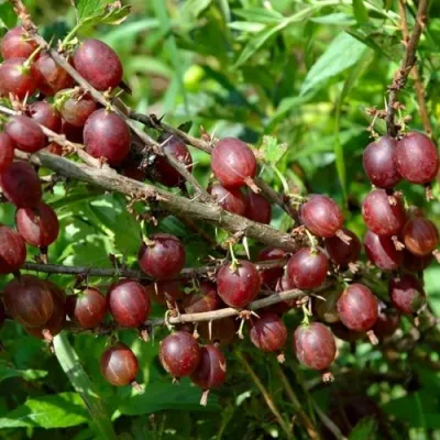 Крыжовник ОЛАВИ (ХИННОНМАЕН ПУНАЙНЕН) в Барнауле