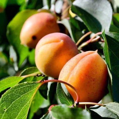 Абрикос БАЙ в Барнауле