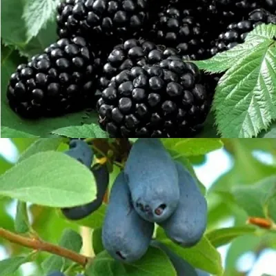 Комплект ЯГОДНЫЙ ДУЭТ в Барнауле