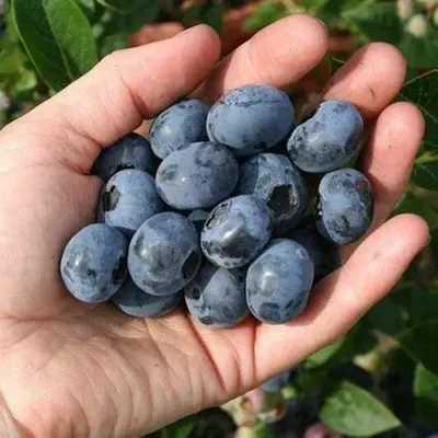 Голубика ПАТРИОТ в Барнауле