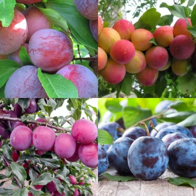 Комплект СЛИВОВЫЙ САД в Барнауле