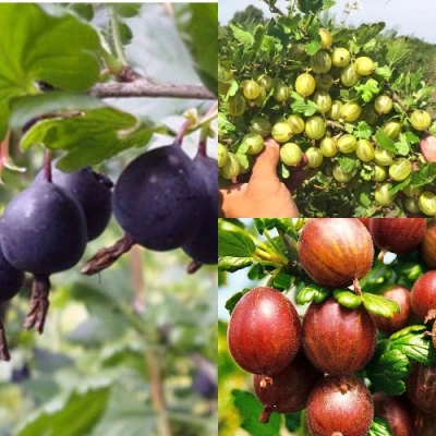 Комплект КРЫЖОВНИК MIX в Барнауле