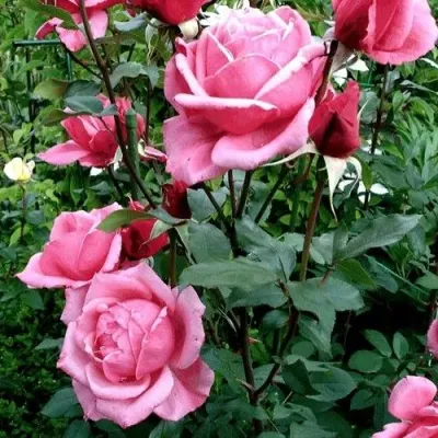 Роза ЭЙФЕЛЕВА БАШНЯ чайно-гибридная в Барнауле