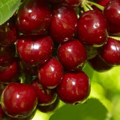 Черешня ВАЛЕРИЙ ЧКАЛОВ в Барнауле