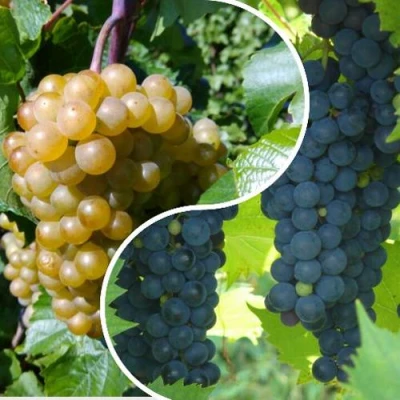 Комплект ИНЬ-ЯНЬ в Барнауле