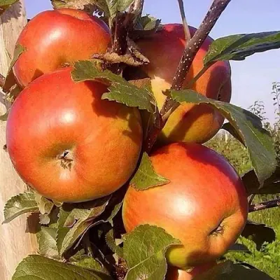 Яблоня ФРИДОМ в Барнауле