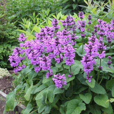 Буквица крупноцветковая в Барнауле