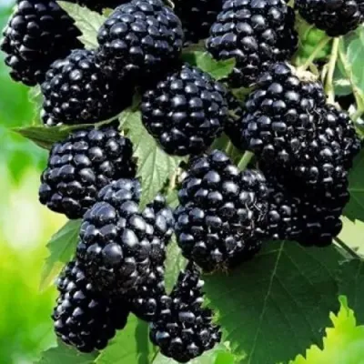 Ежевика АПАЧИ бесшипная  в Барнауле