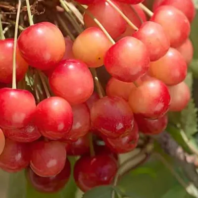 Черешня ЮЛИЯ в Барнауле
