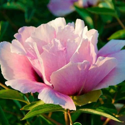 Пион ВРАТА ХРАМА древовидный  в Барнауле