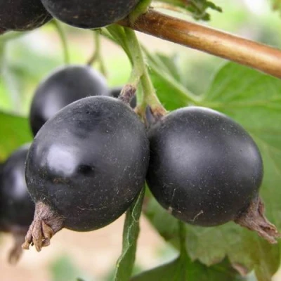 ЙОШТА в Барнауле