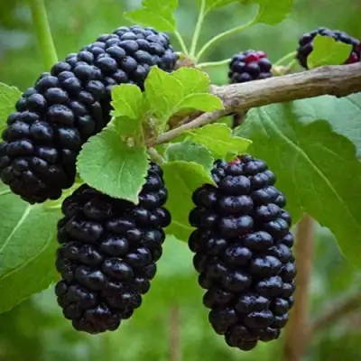 Шелковица плакучая в Барнауле