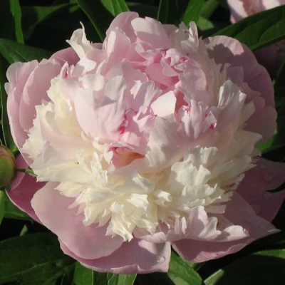 Пион ЩЕРБЕТ травянистый в Барнауле