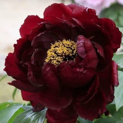 Пион ПОЛНОЧЬ древовидный в Барнауле