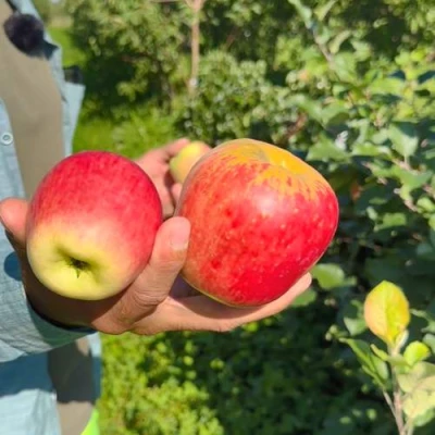 Яблоня БЛАГАЯ ВЕСТЬ в Барнауле