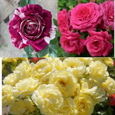 Комплект РОЗОВЫЙ АКЦЕНТ в Барнауле