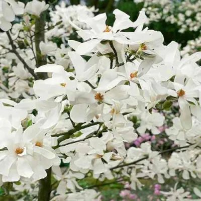 Магнолия ЛЕБНЕРА МЕРРИЛЛ в Барнауле