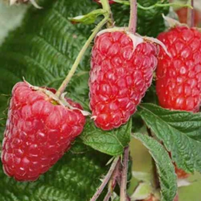 Малина ГИГАНТ РУБИНОВЫЙ в Барнауле