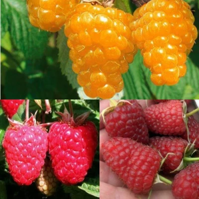 Комплект ЗОЛОТАЯ МАЛИНА в Барнауле