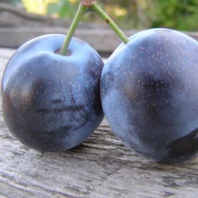 Слива БЛЮФРИ в Барнауле