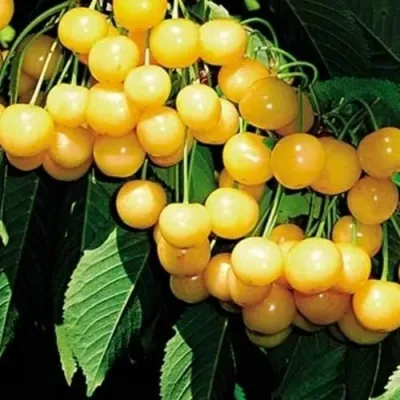 Черешня ДРОГАНА ЖЁЛТАЯ в Барнауле