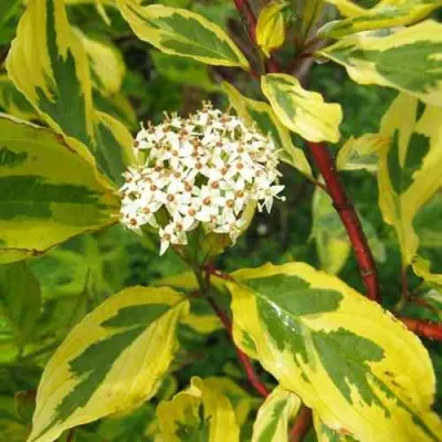 Дерен ШПЕТА белый в Барнауле