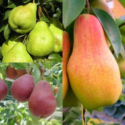 Комплект ГРУШЕВОЕ АССОРТИ в Барнауле