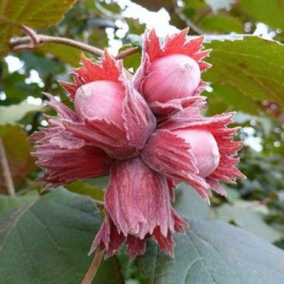 Фундук СКАРЛЕТТ в Барнауле