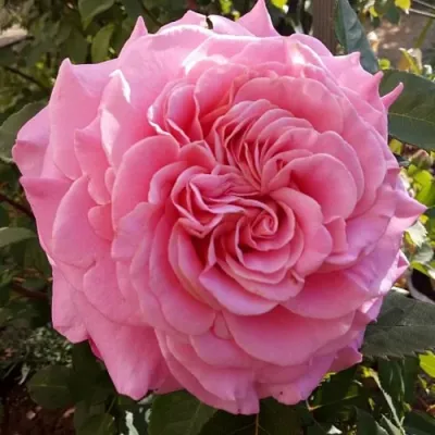 саженцы розы Эшли