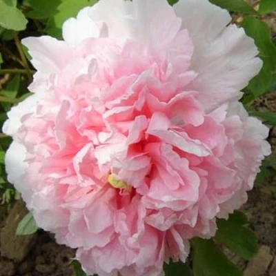 Пион БУКЕТ РОЗОВЫХ ГВОЗДИК древовидный в Барнауле