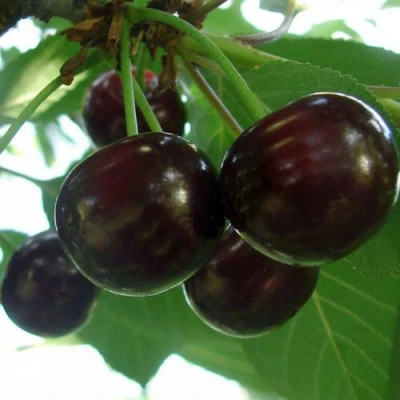 Дюк КСЕНИЯ (ЧЕРЕВИШНЯ) в Барнауле