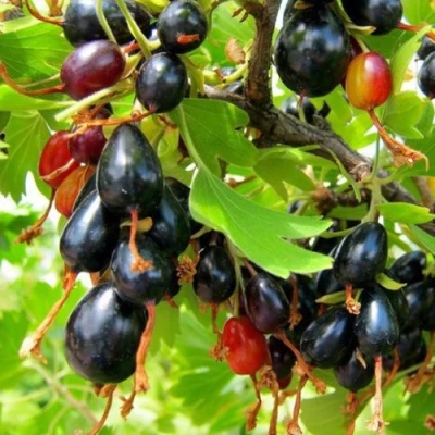 Смородина золотистая БОКАЛИНСКАЯ в Барнауле