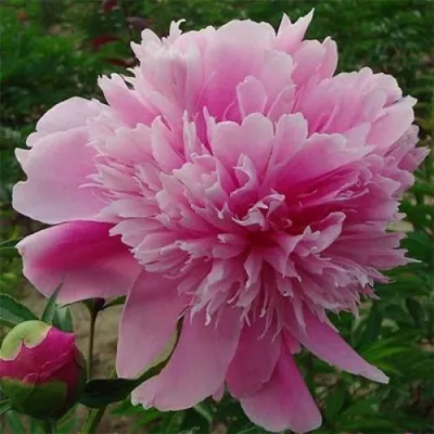 Пион ГОЛУБАЯ ХРИЗАНТЕМА травянистый в Барнауле