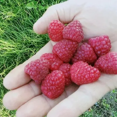 Малина ПОЛЬКА (ПОЛКА) в Барнауле